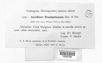 Image of Aecidium brumptianum